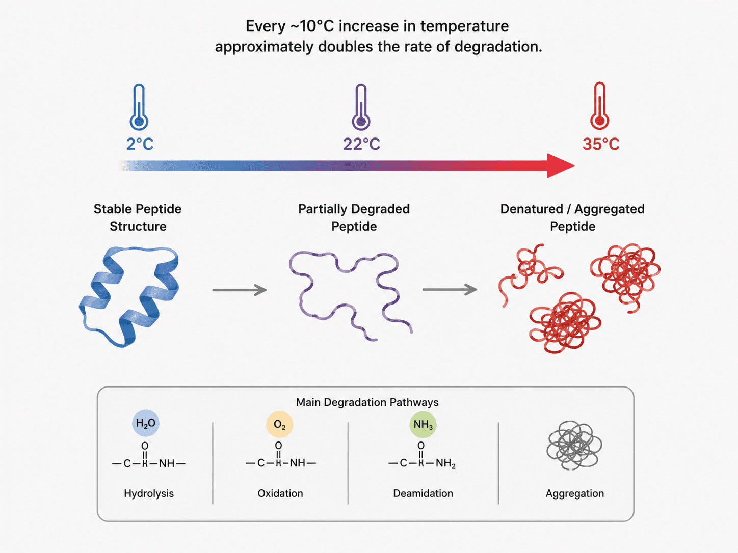 Diagram showing how every 10°C temperature increase doubles peptide degradation rate, with main pathways: hydrolysis, oxidation, deamidation, and aggregation